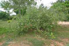 Clerodendrum aculeatum